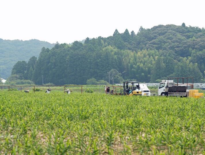 杭打ち作業