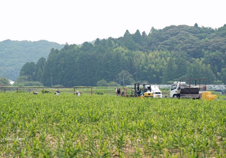杭打ち作業