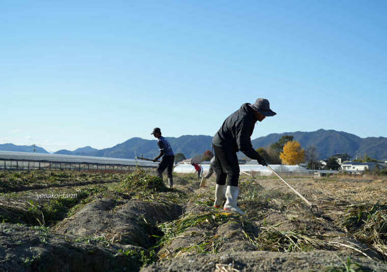 収穫後の畑では‥