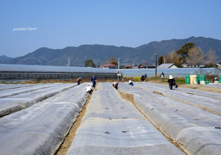 定植作業を振り返る。