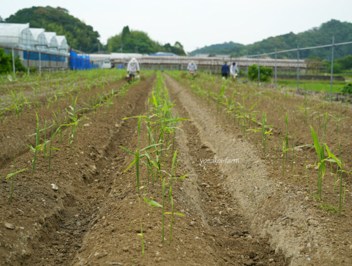 土寄せ作業