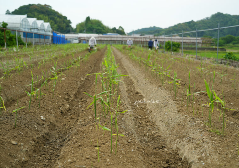 土寄せ作業