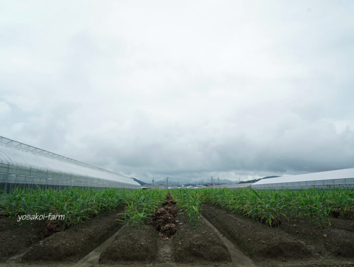 梅雨空