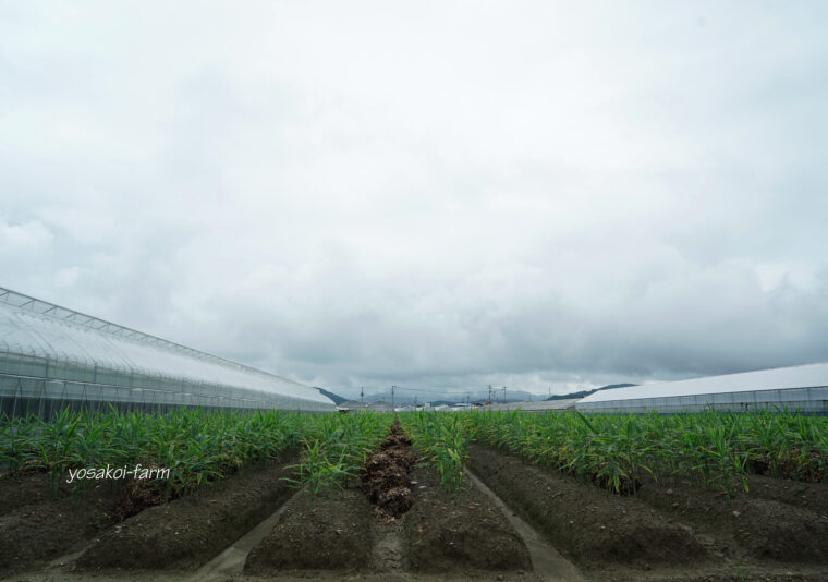 梅雨空
