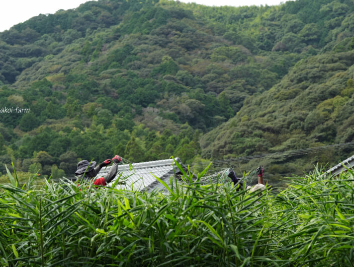 収穫前のしょうが畑では…②