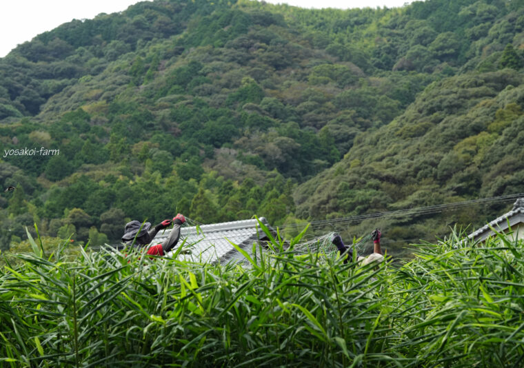 収穫前のしょうが畑では…②