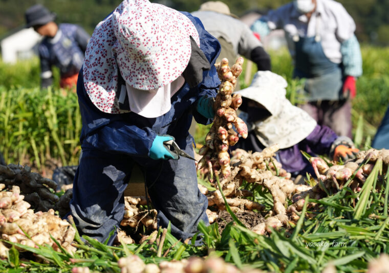 収穫作業②