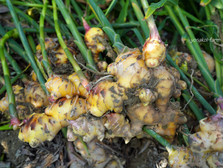 黄色い生姜