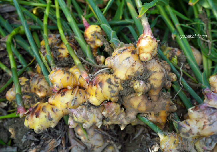 黄色い生姜