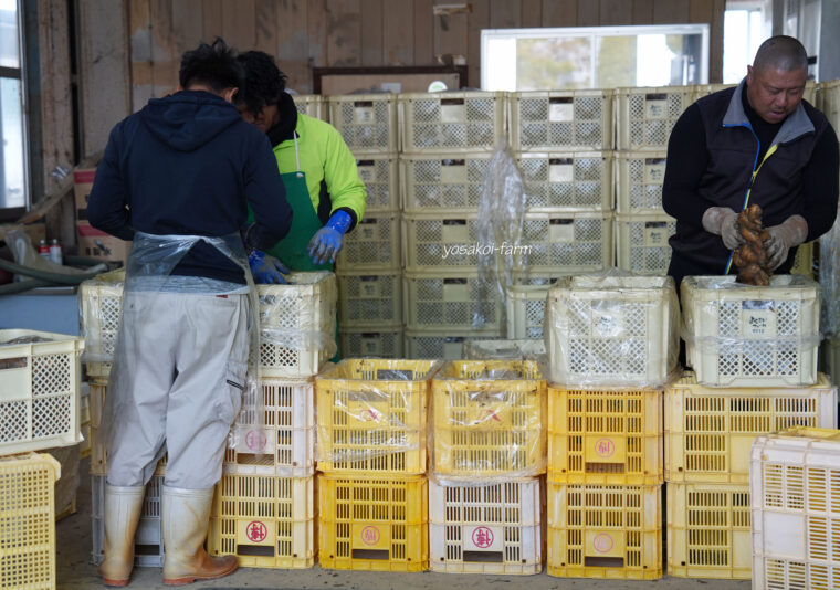 ３月も半ば近くになり••