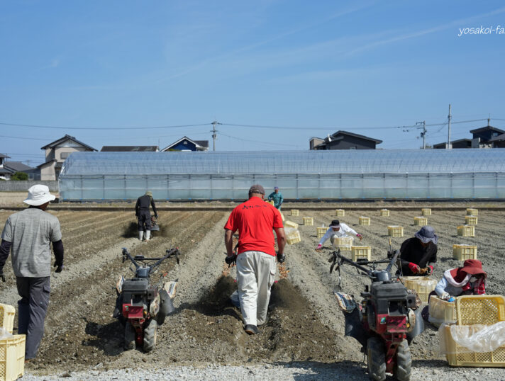 定植始めました♪