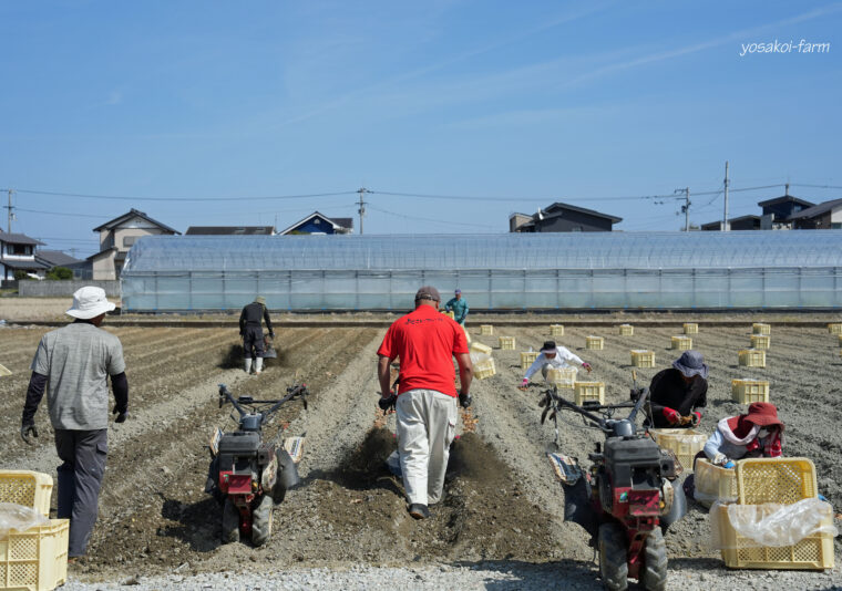 定植始めました♪