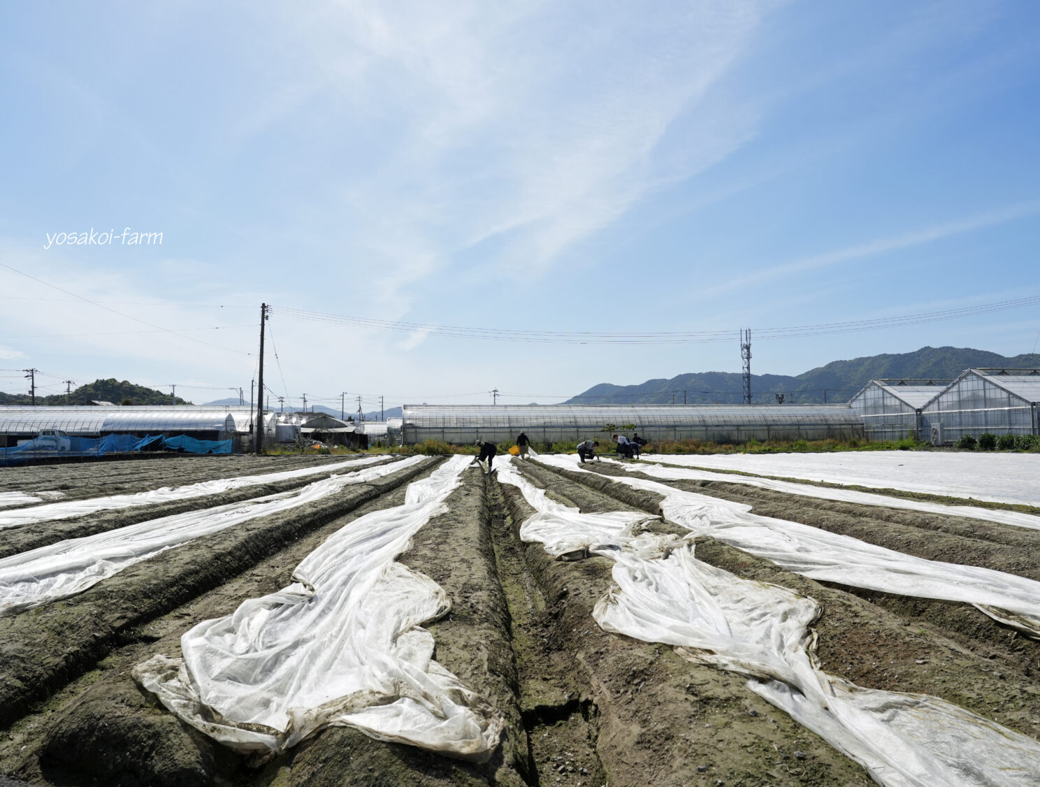 さよなら、パオパオ。