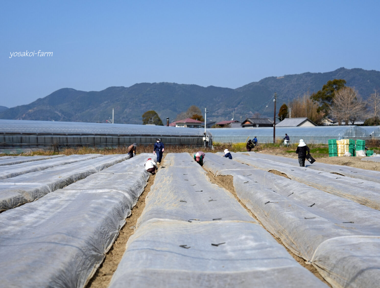 定植作業を振り返る。