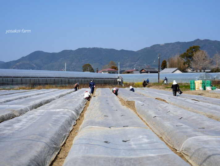 定植作業を振り返る。