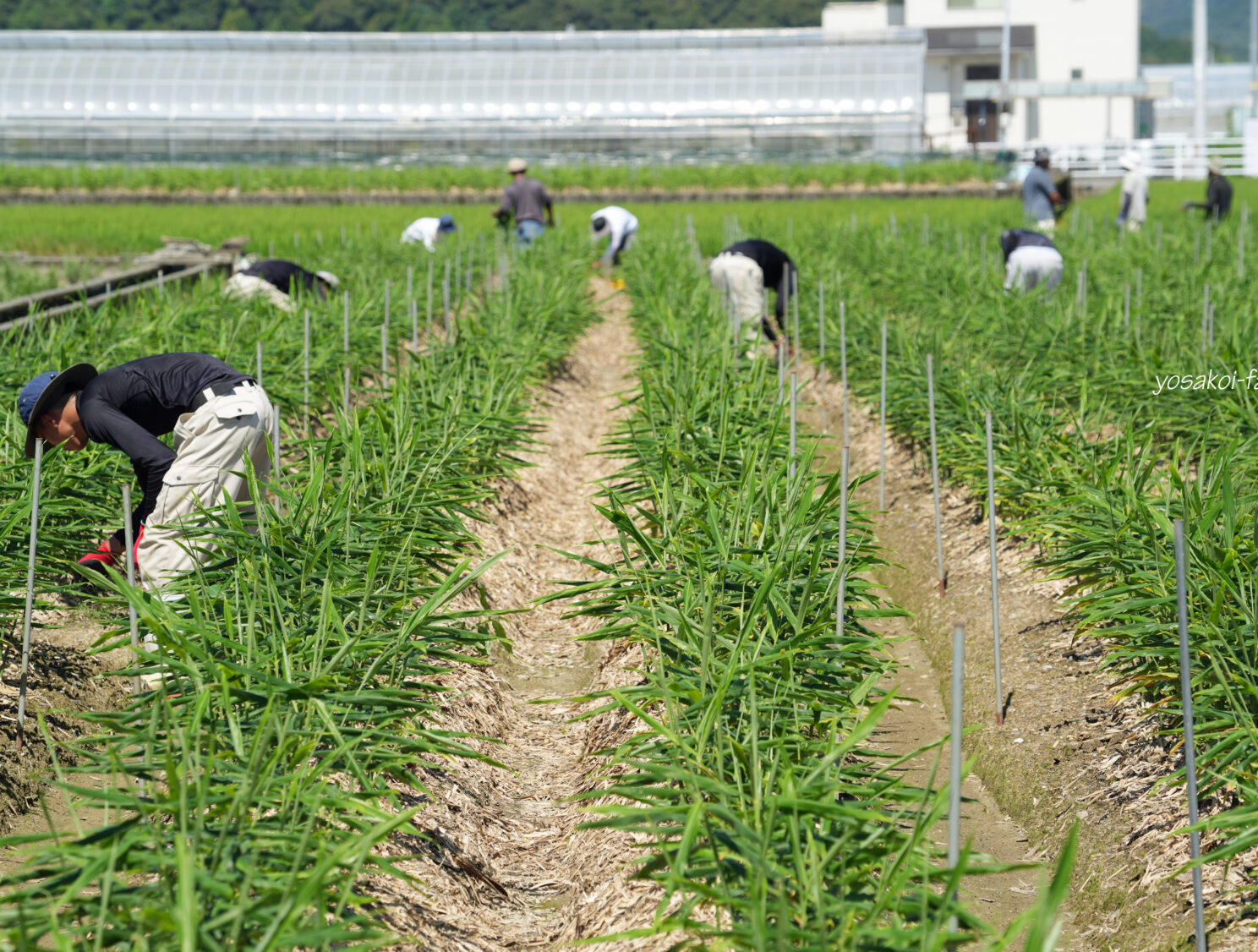 草引き。