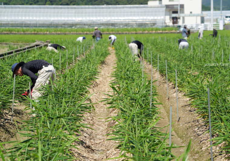 草引き。